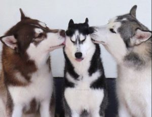Хаски и лайки: отличия и сходства в характере и внешних данных