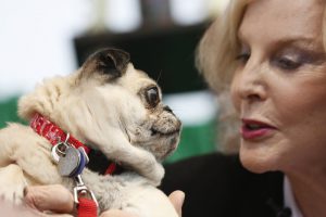 мопс на руках