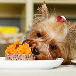 Неутомимая и невероятно смелая кроха Йоркширский терьер: описание породы, сколько стоит?