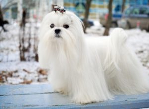 Благородная мальтезе с ниспадающей шерстью: характеристика породы