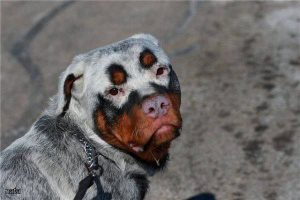 белый ровтейлер