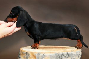 гладкошерстная черная такса