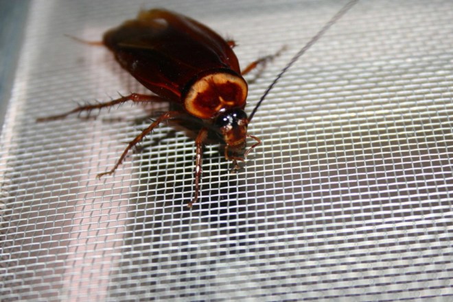 таракан дома