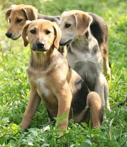 Русская гончая: какой характер у собаки? Уход и правила содержания