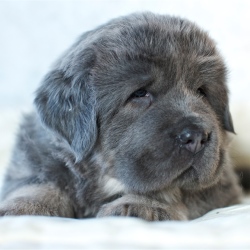 Какова цена щенка