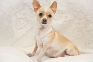 Протекание беременности у чихуахуа по дням, советы по подготовки к родам