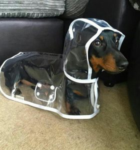 Важные правила выбора ошейника и намордника для Таксы: отзывы и цена