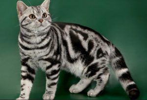 Отличительные особенности американской короткошерстной кошки