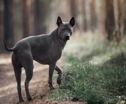 Тайский риджбек