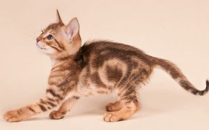 Экзотическая порода семейства кошачиьх Сококе (соукок): рекомендации по уходу