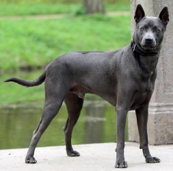 Описание породы тайский риджбек