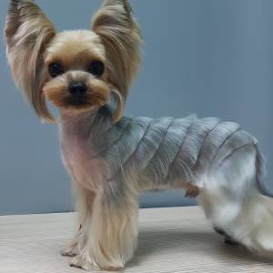 Выбираем лучшую стрижку для Йорков мальчиков: варианты и фото причесок