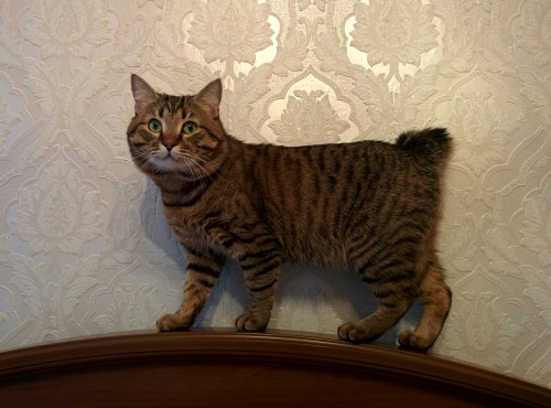 Курильский бобтейл