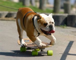 Английский бульдог: описание породы, ее плюсы и минусы, характер животного