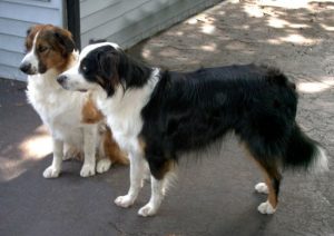 Виды и разновидности овчарок