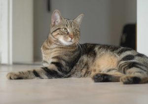 Мини-леопард в доме: знакомимся с калифорнийской сияющей кошкой