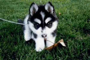 Как назвать собаку породы хаски: советы по выбору клички