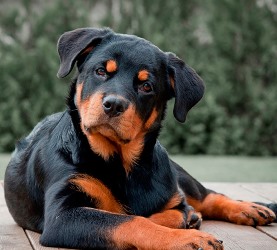 Порода ротвейлер