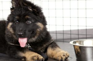 Кормление щенка немецкой овчарки на разных этапах взросления