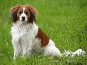 Разновидность спаниеля нидерландский коикерхондье: подружимся с питомцем