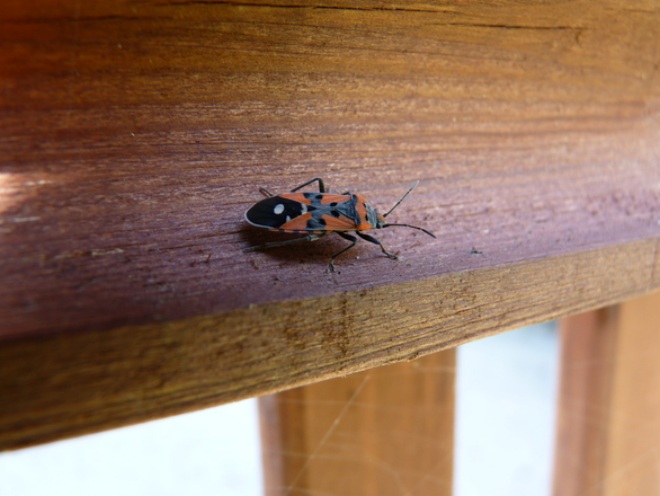 красноклоп в доме