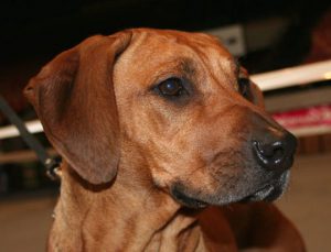 риджбек красивая морда