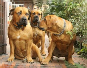 Южноафриканский бурбуль: сочетание преданности и агрессии