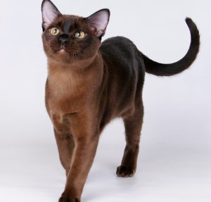 Разнообразие редких и стандартных окрасов бурманской кошки