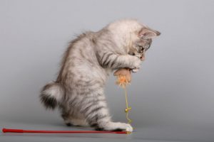 Умный и отважный бобтейл: знакомимся с короткохвостным питомицем