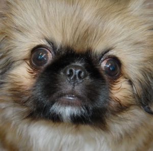 Одно из самых частых заболеваний у Пекинеса выпадают глаза: симптомы и лечение недуга