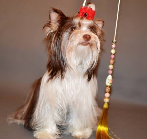 Декоративная порода с длинной прямой шерстью Биро йорк: описание и характеристика