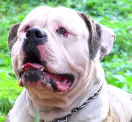 Болезни американского бульдога