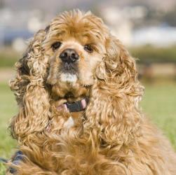 дышать воздухом