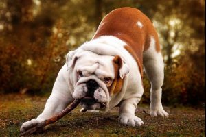 Английский бульдог: описание породы, ее плюсы и минусы, характер животного