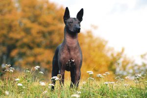 Разновидности голых пород собак, описание их внешних данных