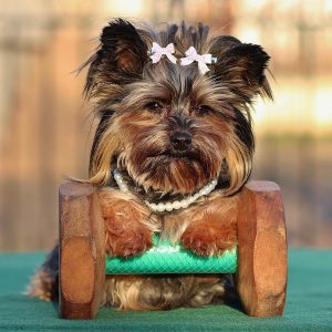 Секреты правильного воспитания Йорка: дрессировка в домашних условиях