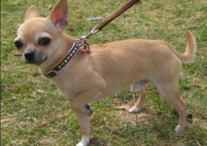 Все о породе маленьких собачек чихуахуа: достоинства и недостатки