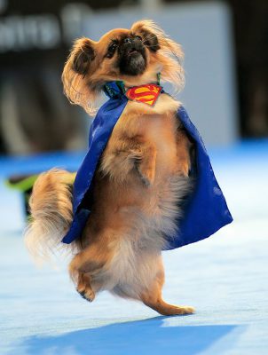 Разновидности пекинесов большая история маленькой породы