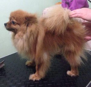 Первые симптомы наступления течки у Шпицев: периодичность и меры помощи