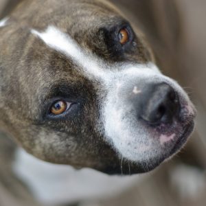 Сравнение двух лучших бойцовских собак чем отличается Стаффордширский терьер (Амстафф) от Питбуля?