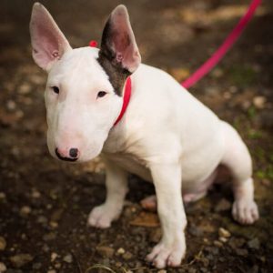 Решительная и веселая собака Бультерьер: описание, чем опасна порода?