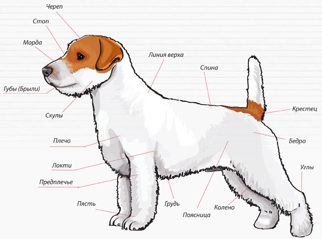 Обаятельные и преданные питомцы Джек Рассел терьер: стандарт породы, размеры и вес