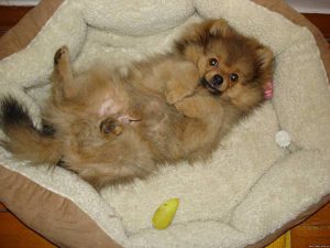 Одежда и необходимые аксессуары для содержания шпица