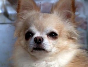 Декоративная собачка чихуахуа: правила питания, содержания, черты характера