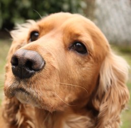 Характер собаки