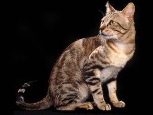 Экзотическая порода семейства кошачиьх Сококе (соукок): рекомендации по уходу