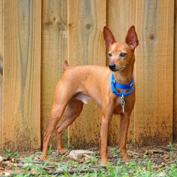 История происхождения породы