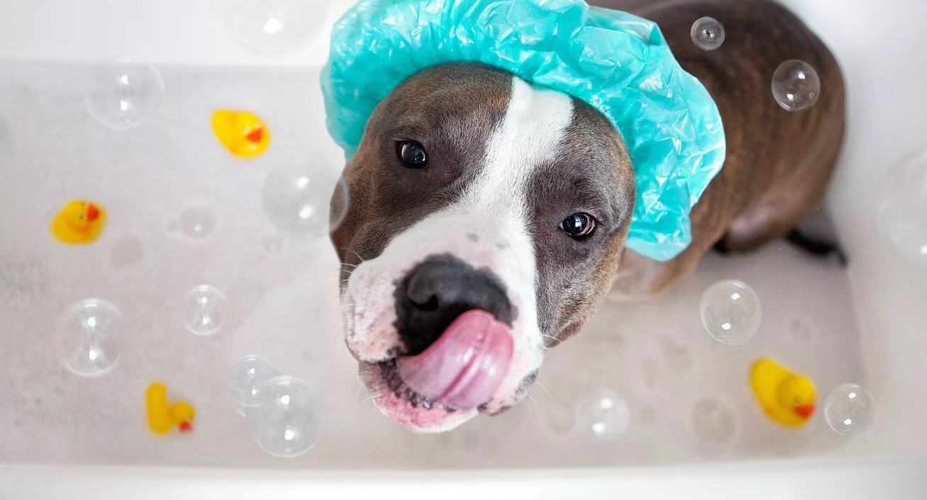 Невероятно сильная и ласковая порода собак Стаффордширский Терьер: характер и воспитание