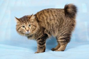 Умный и отважный бобтейл: знакомимся с короткохвостным питомицем