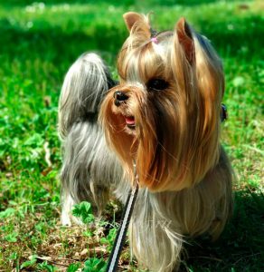 Как оригинально назвать собаку породы Йоркширский терьер: клички для девочек и мальчиков